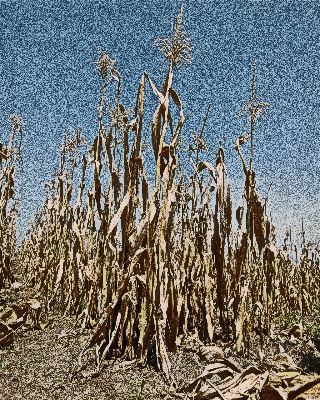Drought stricken dried corn stalks in a field under a hazy blue sky.